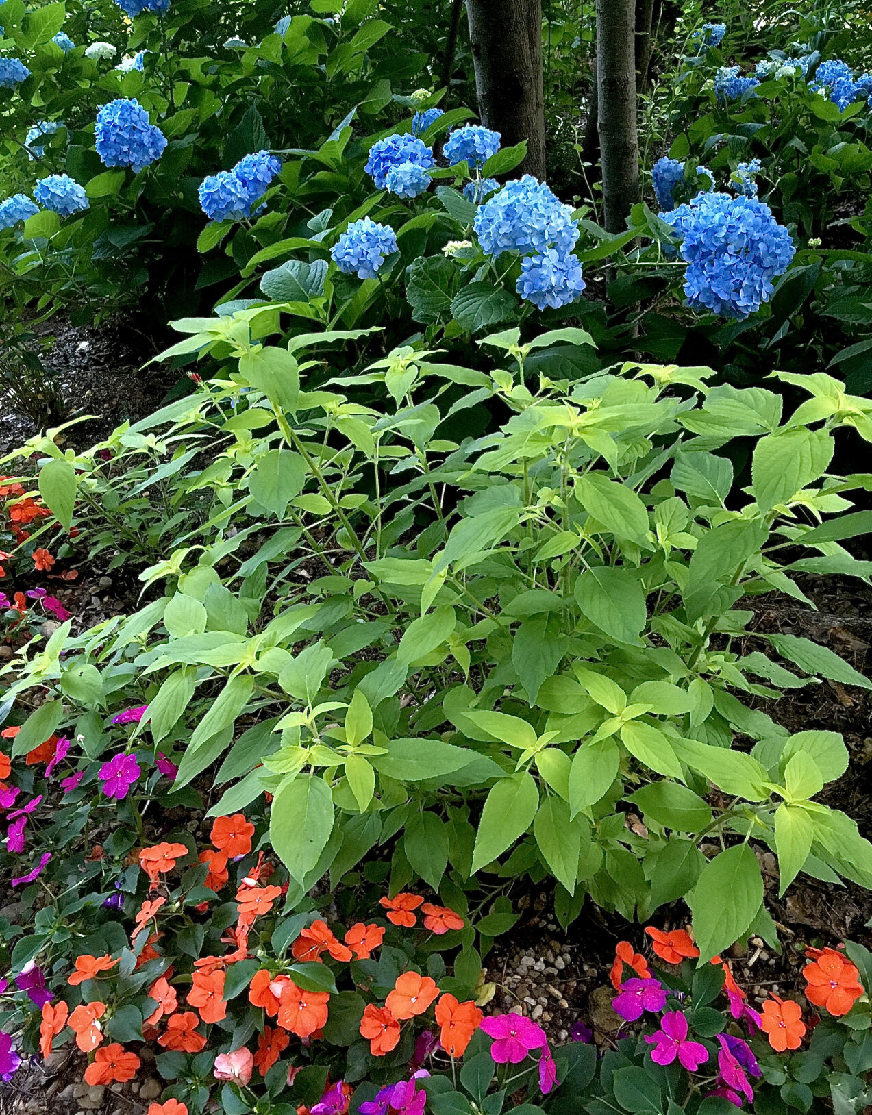 LIFE-HOME-ONGARDENING-2-MCT